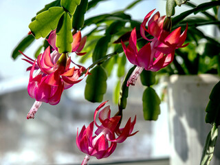 pink Christmas cactus flower on the windowill