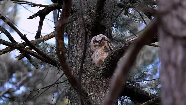 Young great horned owl (Bubo virginianus ) in Wisconsin state park.