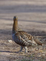Eurasian Black Grouse