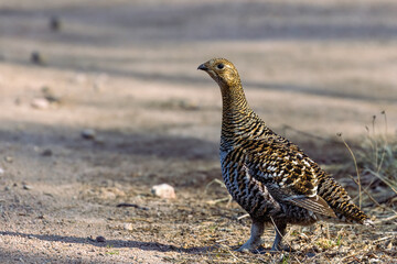 Eurasian Black Grouse