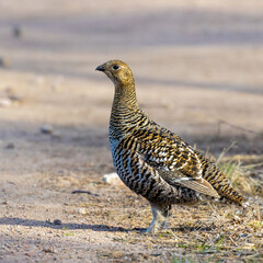 Eurasian Black Grouse