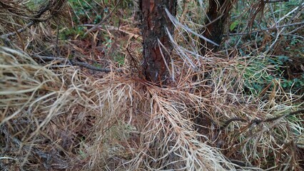 dead tree in the Carpathian forest