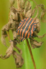 Vertical closeup on a red and black Striped Minstrel bug. Graphosoma italicum
