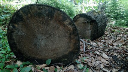 dead tree in the Carpathian forest