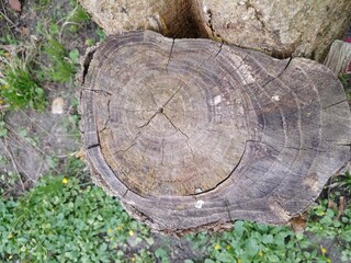 dead tree in the Carpathian forest