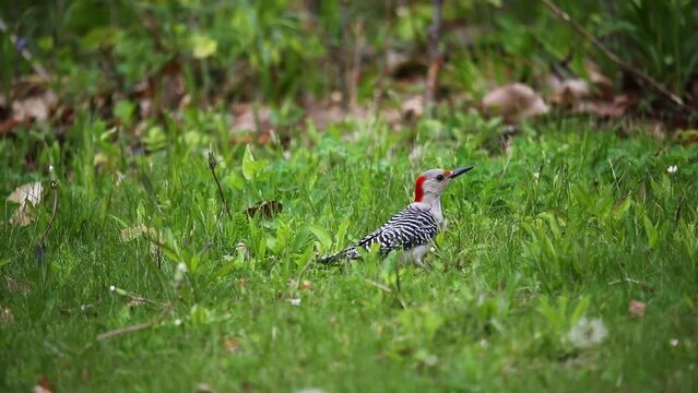 The red-belied woodpecker (Melanerpes carolinus ) looking food on a meadow