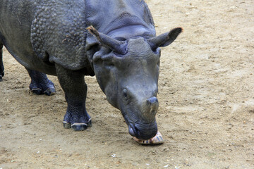 gros plan sur la tête du rhino