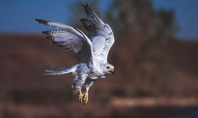 Gyrfalcon in flight,close up