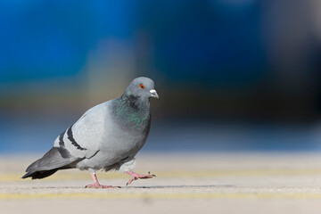 A Rock Pigeon (Columba livia) foraging in the harbor.