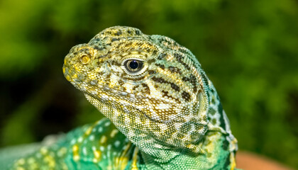 Close up of head of collared lizard