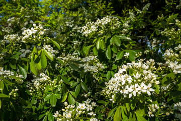 Mexican orange blossom in spring