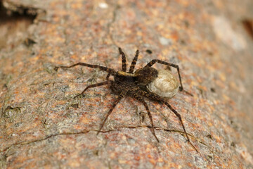 Closeup on a female wolf spider, Pardosa, sitting with her eggs on a piece of wood