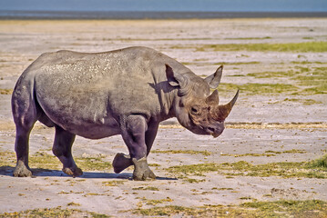 Fototapeta premium African rhinoceros in Ngorongoro crater