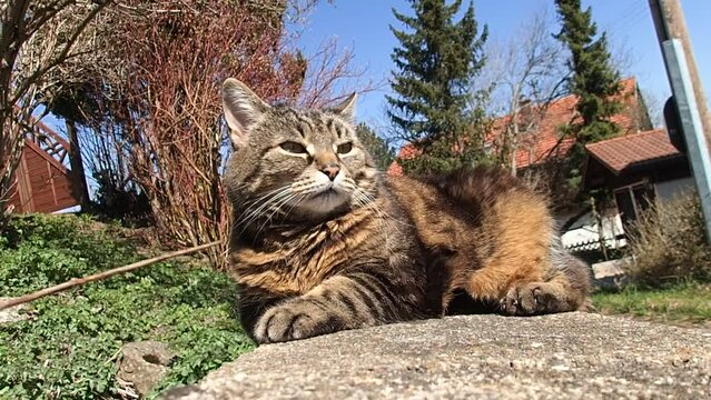Lustiges Video von einer kleinen dicken Katze die mit einem St&ouml;ckchen ge&auml;rgert wird