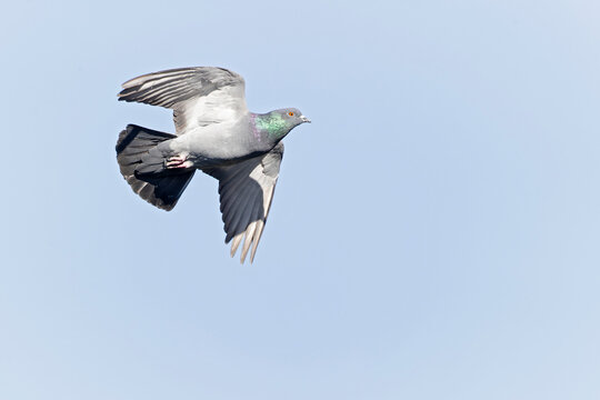 A Rock Pigeon (Columba livia) in flight.