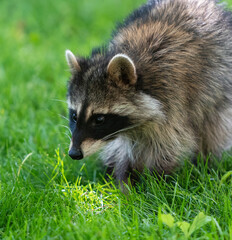 Close up portrait of a wild Masked Bandit Raccoon on a green grass lawn.