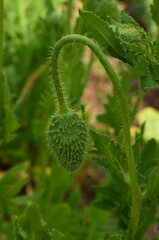 Poppy bud on a background of greenery. Macro photo.