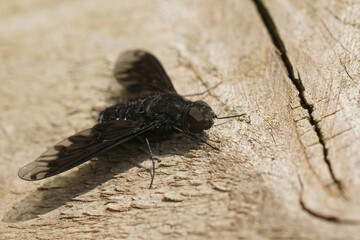Closeup on the dark black Anthracite Bee-fly, Anthrax anthrax , a parasite on solitary bees