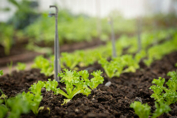 Vegetable garden at morning the summer day in industrial greenhouse. Selective focus