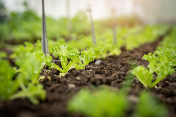 Vegetable garden at morning the summer day in industrial greenhouse. Selective focus