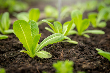 Vegetable garden at morning the summer day in industrial greenhouse. Selective focus