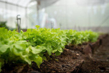 Vegetable garden at morning the summer day in industrial greenhouse. Selective focus