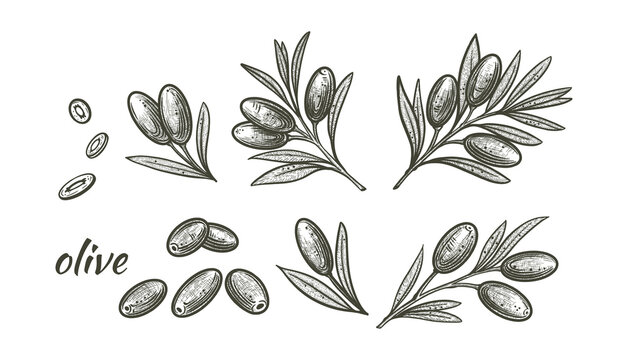Set of olive branches. Vector illustrations of branches with fruits and leaves for creating logos, patterns, greeting cards, wedding invitations