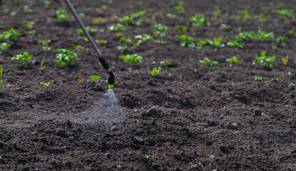 Man Sprinkles the soil with poison from weeds. Selective focus.