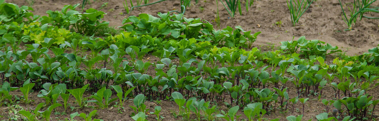 Vegetable garden growing lettuce and onions. Selective focus.