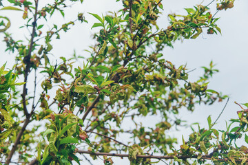 Diseases of peach tree twirled leaves. Selective focus.