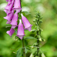 Wild forest flower.