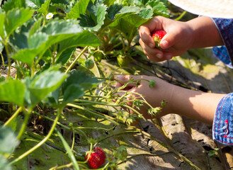 Photo of little hands of a kid holding taking a strawberry from a tree in the orchard. Holiday outdoor activities concept.