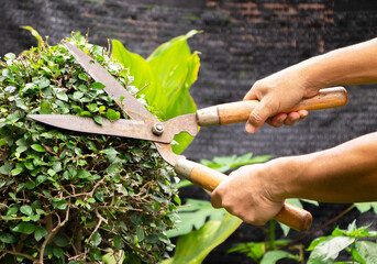Hands of a gardener holding scissors cut the green bush in a backyard in natural background. Outdoor working, gardening concept.