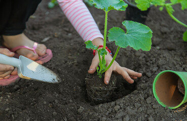 The child is planting a plant in the garden. Selective focus.