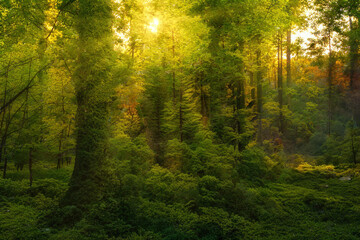 Obraz premium autumn forest in the morning