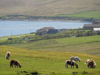 Die Shetland-Inseln mit der Stadt Lerwick