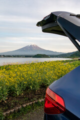 春のドライブ　富士山をのぞむ菜の花畑へ（山梨 　河口湖）　traveling by car to mt.Fuji in spring