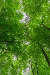 Fototapeta na wymiar looking up through canopy of beech forest