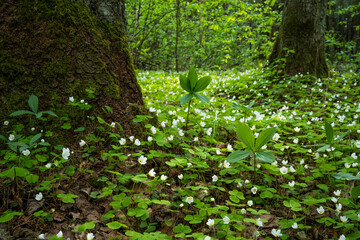 Blooming Common wood sorrel and fresh Herb Paris on forest floor in Estonia