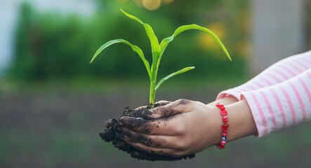 The child is planting a plant in the garden. Selective focus.