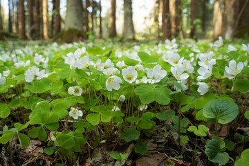 Low angle shot of Common wood sorrel, Oxalis acetosella blooming on a late spring evening in Estonian boreal forest