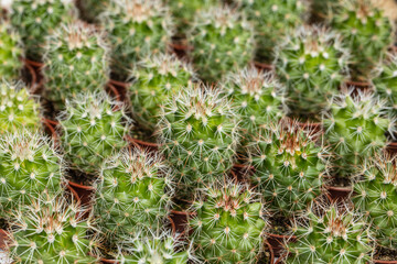 Cacti closeup, cacti background, fat plants, variety of nature.