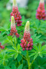 Lupine blooms in the garden. Selective focus.
