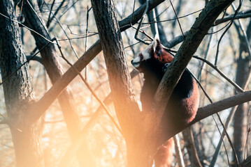 Panda schläft im Baum