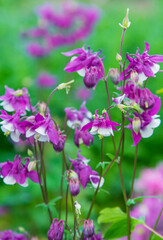 Fototapeta premium Aquilegia blooms in the garden. Selective focus.