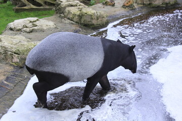 un tapir