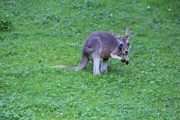 kangourou en arrêt
