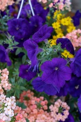 Petunia of bright blue lilac color
