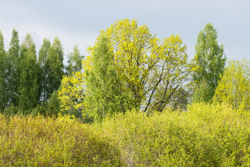 Obraz premium Different green-colored trees on a late spring day in Estonia
