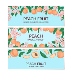 Set of hand drawn peach horizontal designs. Vector illustration in sketch style